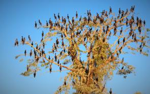 Christmas Tree Cormorants